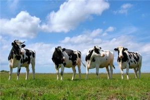 АПГ ``Молочный продукт`` вошла в рабочую группу Министерства сельского хозяйства Рязанской области