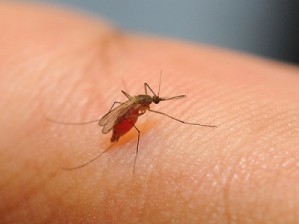 Как правильно выбирать ультразвуковые отпугиватели комаров?