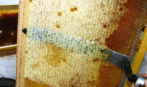 Народная медицина: терапия отходами производства меда