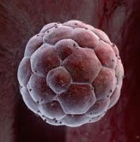 Ученые выяснили: стволовые клетки пуповинной крови новорожденного - активнее стволовых клеток костного мозга взрослого человека