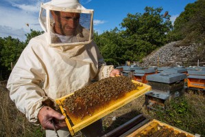 Медпром – надежный источник продуктов пчеловодства и поставщик оборудования