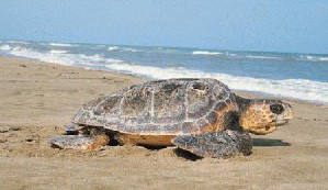 Северный Кипр черепахи облюбовали сто миллионов лет назад