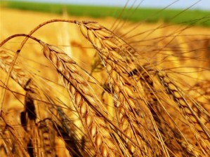 Овес и пшеница – злаки для здоровья.