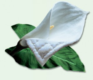 Магазин постельных принадлежностей ДАРГЕЗ дарит скидки