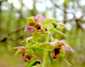 Орхидеи Подмосковья