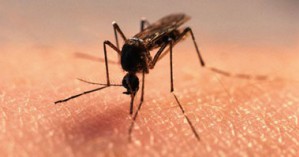 Ультразвуковой отпугиватель – надежное средство ведения борьбы с комарами