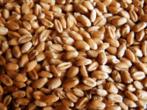 Влагомер зерна: качественный, удобный выгодный прибор