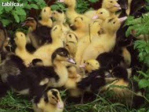 Купуємо маленьких каченят. Перші враження