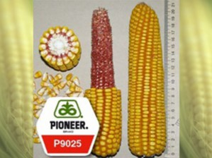  Гибрид семян кукурузы Пионер: купить выгодно в ассортименте