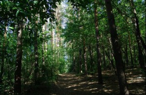 Чище на одну лесопарковую зону