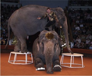 Ситуация в Росгосцирке требует открытого решения в пользу циркового сообщества 
