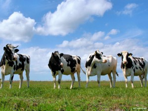 Агропромышленная группа «Молочный продукт» перемещает поголовье с целью оптимизации затрат